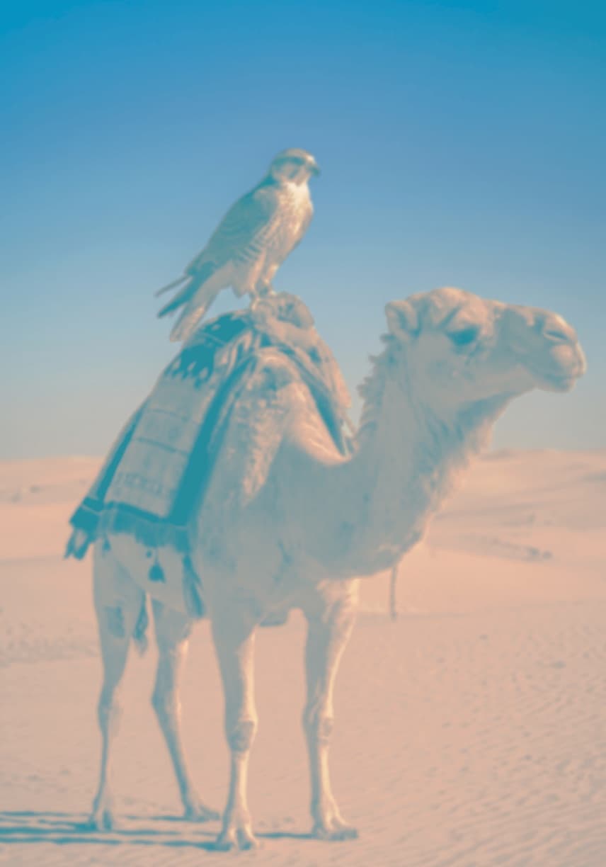 Duotone photograph of a falcon perched on a camel